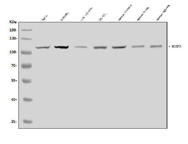 Anti-CIAS1/NALP3/NLRP3 Antibody Picoband®