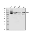 Anti-STAT1 Antibody Picoband®