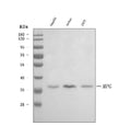 Anti-AAG/MPG Antibody Picoband®