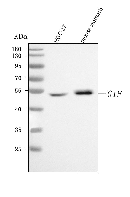 Anti-CBLIF Antibody Picoband®