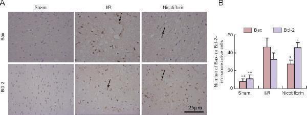 Anti-Bcl-2/BCL2 Antibody Picoband®