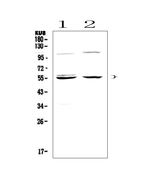Anti-Caspase 8/CASP8 Antibody Picoband®