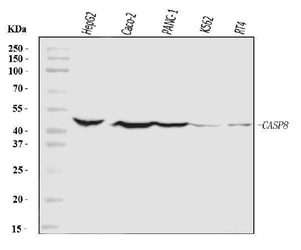Anti-Caspase-8/CASP8 Antibody Picoband®