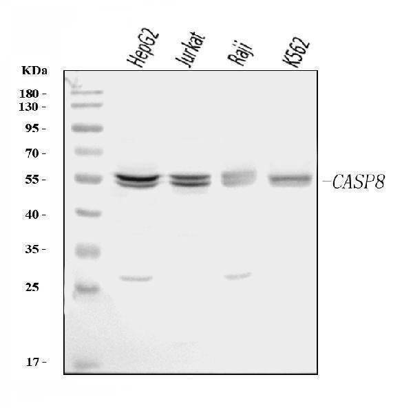 Anti-Caspase-8/CASP8 Antibody Picoband®