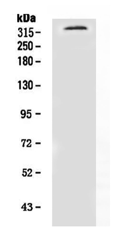 Anti-Neurofibromin/NF1 Antibody Picoband®