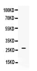 Anti-VEGF/Vegfa Antibody Picoband®