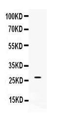 Anti-VEGF/Vegfa Antibody Picoband®