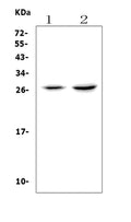 Anti-VEGF/Vegfa Picoband® Antibody