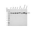 Anti-MECP2 Antibody Picoband®