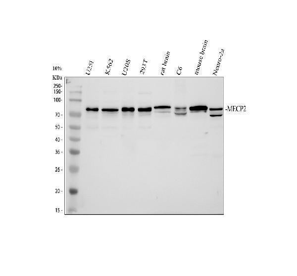 Anti-MECP2 Antibody Picoband®