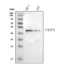 Anti-Caspase 1(p20)/CASP1 Antibody Picoband®