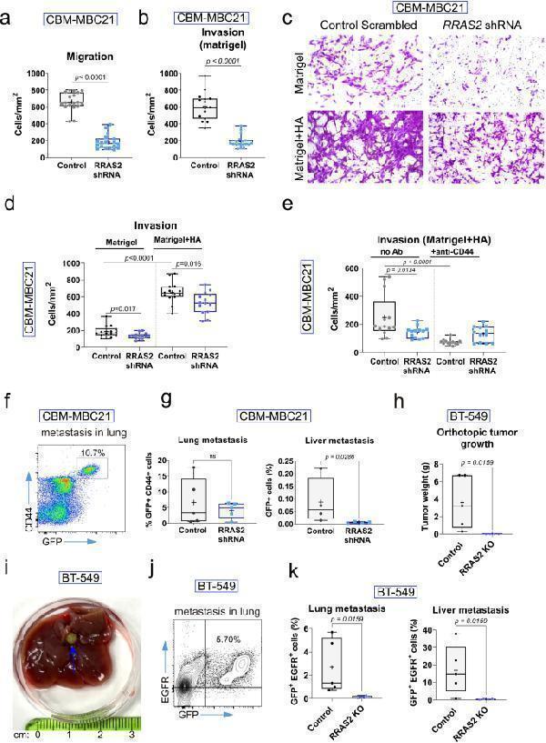Anti-CD44 Antibody Picoband®