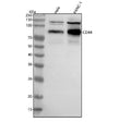 Anti-CD44 Antibody Picoband®