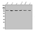 Anti-MDM2 Antibody Picoband®