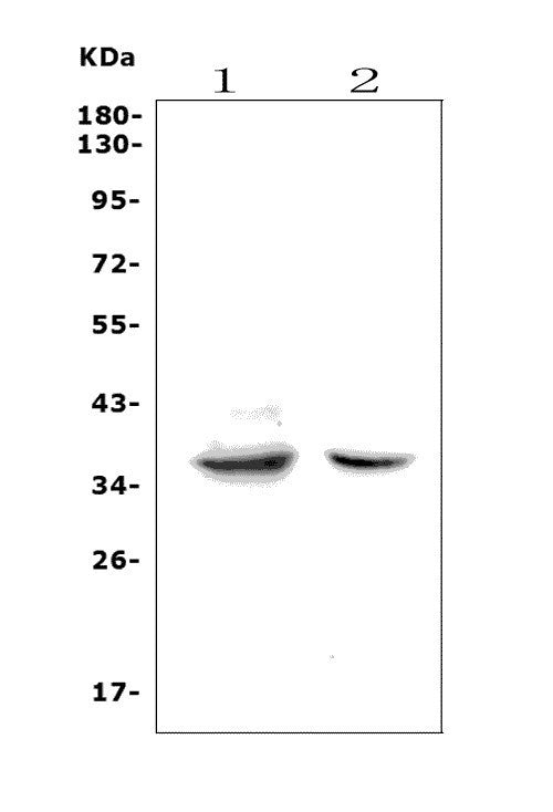 Anti-Fas Antibody Picoband®
