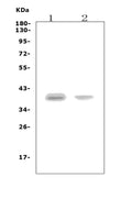 Anti-CCR5 Picoband® Antibody