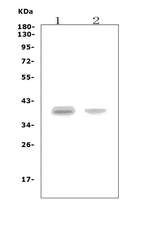 Anti-CCR5 Picoband® Antibody
