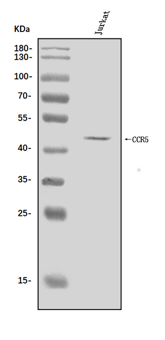 Anti-CCR5 Antibody Picoband®