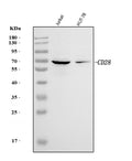 Anti-CD28 Antibody Picoband®