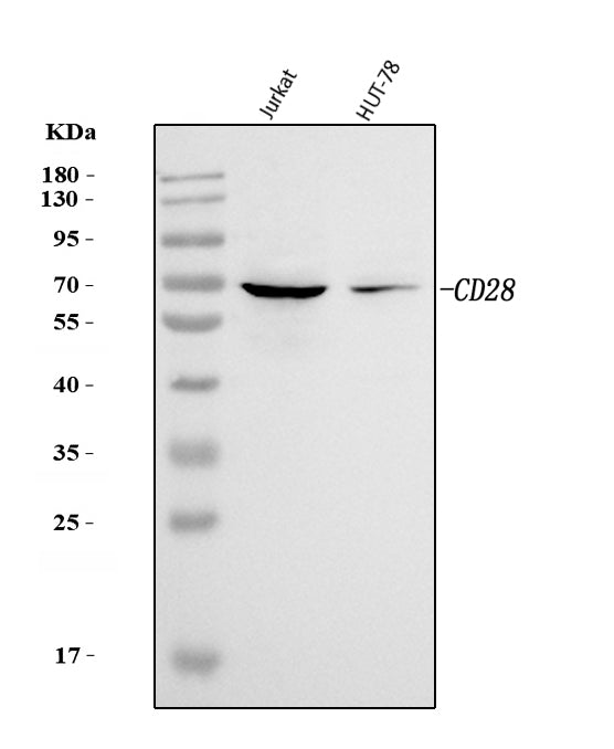 Anti-CD28 Antibody Picoband®