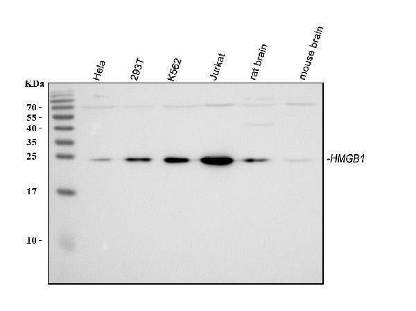 Anti-HMGB1 Antibody Picoband®