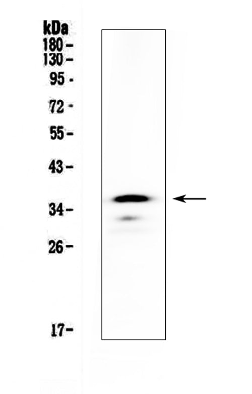 Anti-CD40/Cd40 Antibody Picoband®