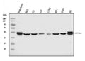 Anti-Aromatase/Cyp19a1 Antibody Picoband®