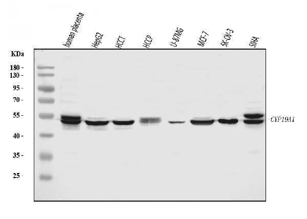 Anti-Aromatase/Cyp19a1 Antibody Picoband®