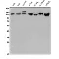 Anti-LDL Receptor/LDLR Antibody Picoband®