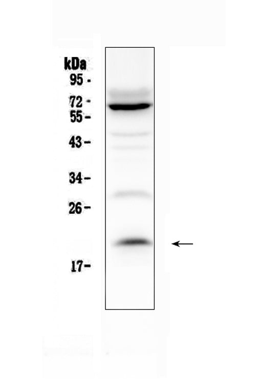 Anti-IL13 Antibody Picoband®