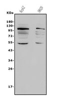 Anti-NFE2L2 Antibody Picoband®