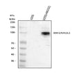 Anti-NRF2/NFE2L2 Antibody Picoband®