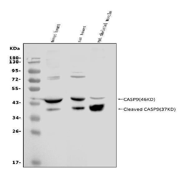 Anti-Caspase-9 p35/Casp9 Antibody Picoband®