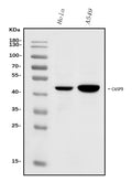 Anti-Caspase-9/CASP9 Antibody Picoband®