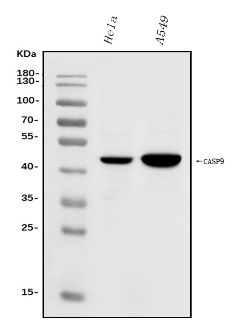 Anti-Caspase-9/CASP9 Antibody Picoband®