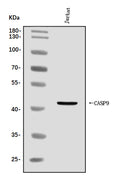 Anti-Caspase-9/CASP9 Antibody Picoband®