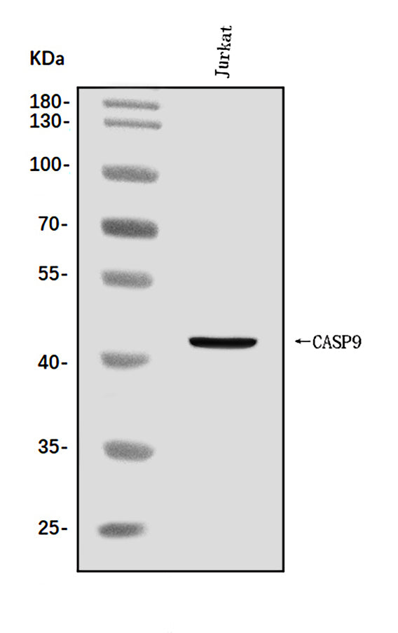 Anti-Caspase-9/CASP9 Antibody Picoband®