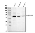 Anti-Caspase-9/Casp9 Antibody Picoband®