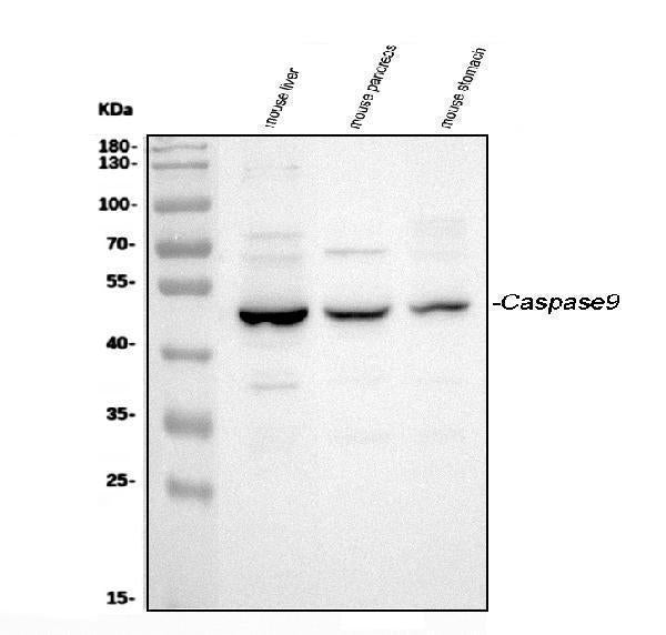 Anti-Caspase-9/Casp9 Antibody Picoband®