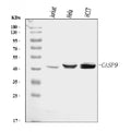 Anti-Caspase-9/CASP9 Antibody Picoband®