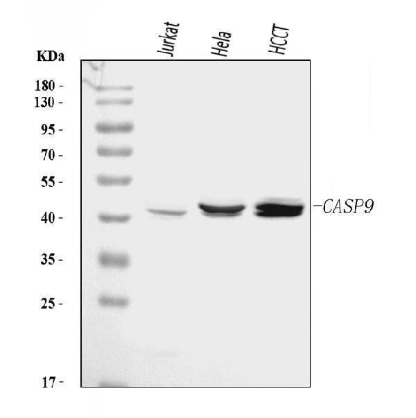 Anti-Caspase-9/CASP9 Antibody Picoband®