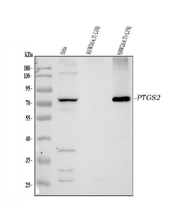 Anti-COX2/Cyclooxygenase 2/PTGS2 Picoband® Antibody