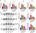 Anti-COX2/Cyclooxygenase 2/PTGS2 Antibody Picoband®