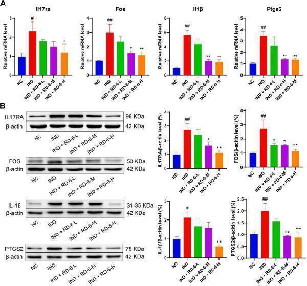 Anti-COX2/Cyclooxygenase 2/PTGS2 Antibody Picoband®