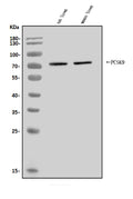 Anti-PCSK9 Antibody Picoband®