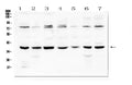 Anti-Rad51 Antibody Picoband®