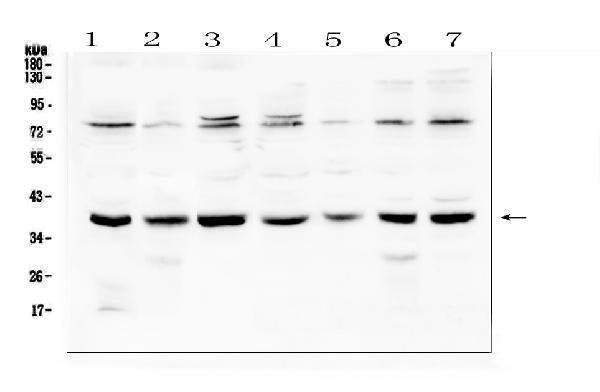 Anti-Rad51 Antibody Picoband®