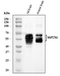 Anti-Tau/MAPT Antibody Picoband®