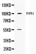 Anti-FGFR1 Antibody Picoband®