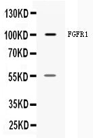 Anti-FGFR1 Antibody Picoband®
